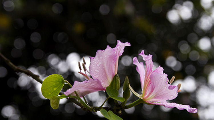 T'RUIH PA XUL T'NGAY 17-2-2022