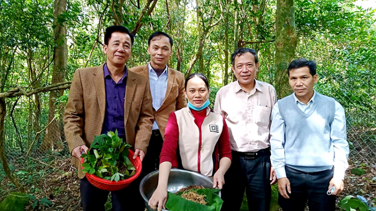 Tơơm sâm Ngọc Linh pa dưr liêm coh Quảng Trị