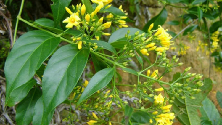 1 cha nắc chệêt, 4 cha nắc bọol hi la mr’nghêê tơợ xang cha cha hu bu