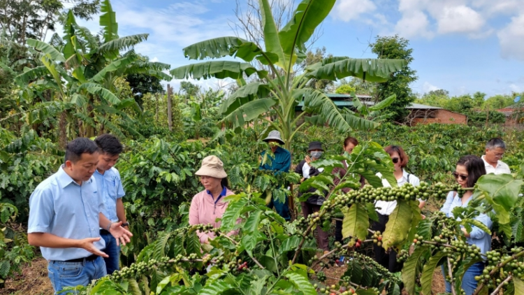 Tơơp bhrợ dự án ha dưr dal râu nhâm mâng, chr’năp âng cà phê lâng a moot coh Tây Nguyên