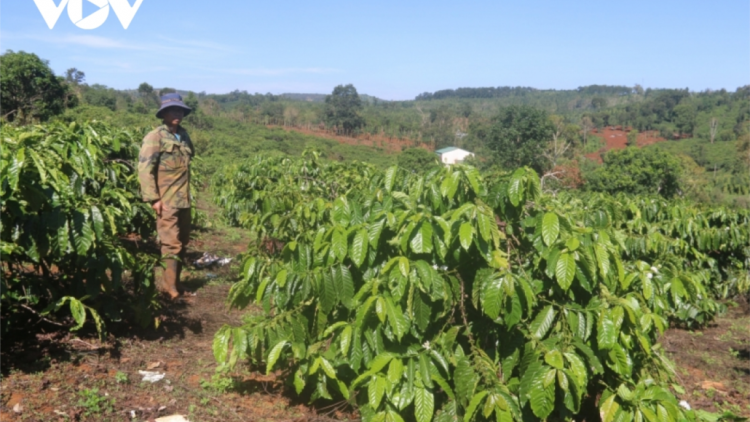 Choh bhrợ cớ cà phê apêê tỉnh zr’lụ Tây Nguyên dzợ bấc k’đhap k’ra