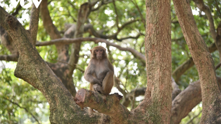 Quảng Ngãi: Zư đơc cr’năn bhot rơơc pr’hăt dhdị đảo Hòn Trà