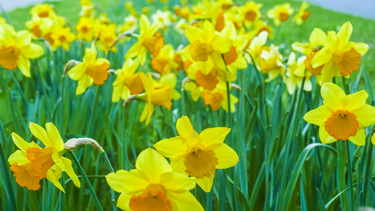 T'RÚIH T'NGAY 15 - 7