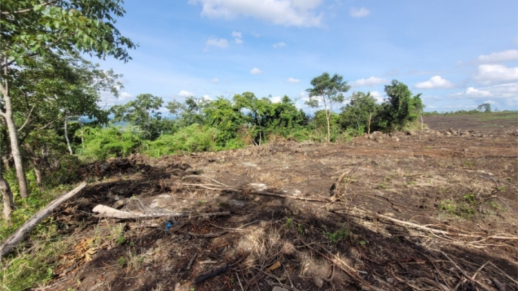 Gia Lai: Crâng phòng hộ Chư Sê ta luôn crêê ta ra li