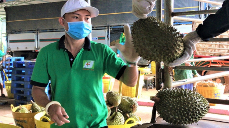 Đăk Lăk g’luh tr’nơơp bhrợ Bhiêc bhan Sầu riêng