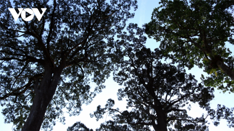 Quảng Nam lêy bhrợ pa câl tín chỉ carbon crâng