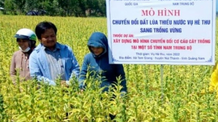 Quảng Nam tr’xăl tơơm chr’nóh pa dưr dal bh’nơơn bh’rợ