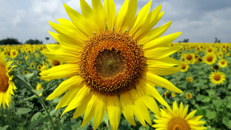 T'RUIH T'NGAY 18.8 2022