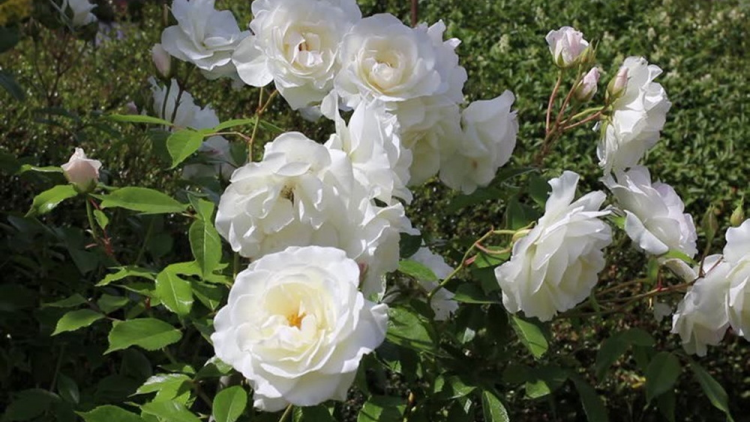 T'RUIH PA XƯL T'NGAY 24/9/2022