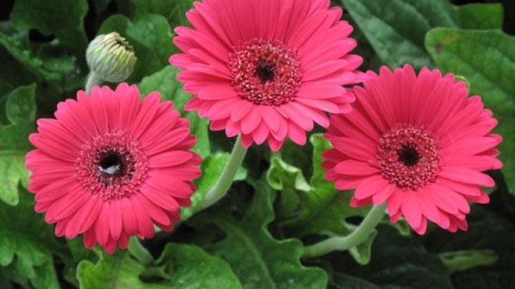 T'RUIH PA XƯL T'NGAY 27/9/2022