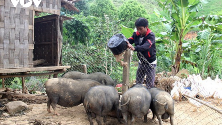 Băn aoc tăm hêê, c’lâng z’lâh đha rưt ha đha nuôr Cơ Tu coh Quảng Nam