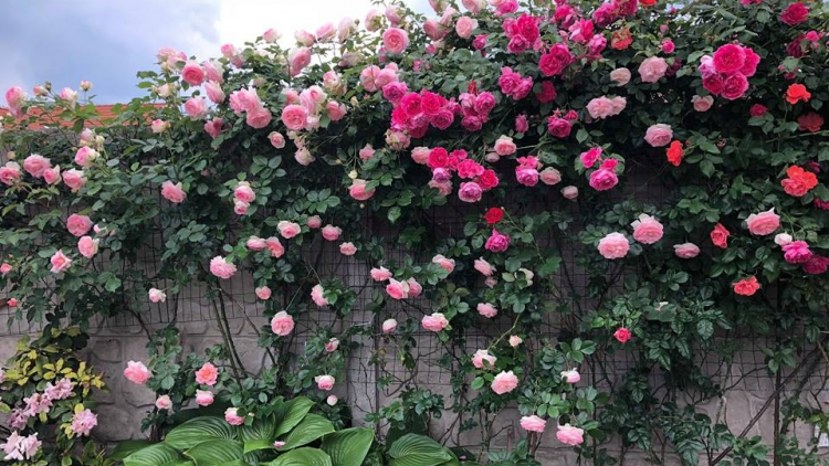 T'RUIH T'NGAY 16/10/2022