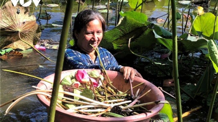 Cà Mau: Ha dưr đươi tơợ choh sen đhị zr’lụ k’tiếc phèn U Minh hạ