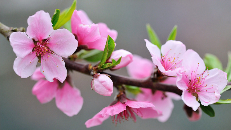 T'RUIH T'NGAY 13-2-2021