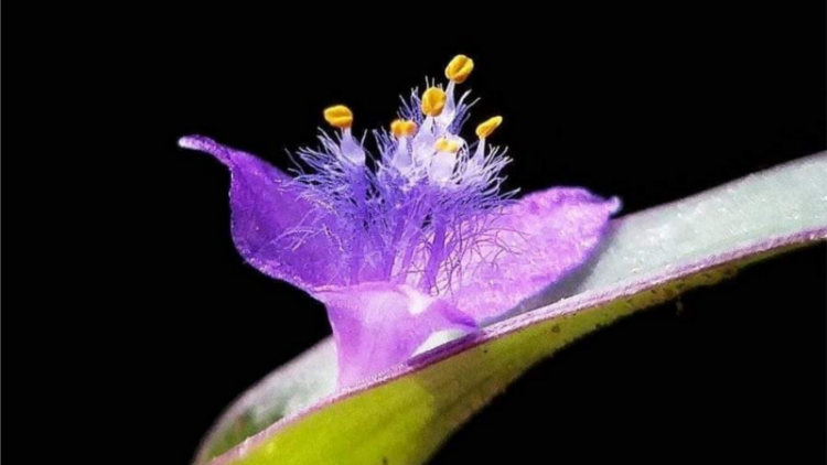 T’RUIH T’NGAY 03-01- 2020