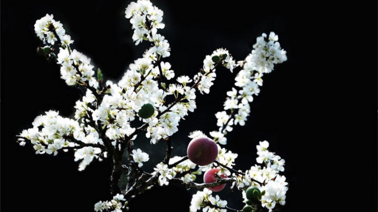 T'RUIH T'NGAY 16/2/2020