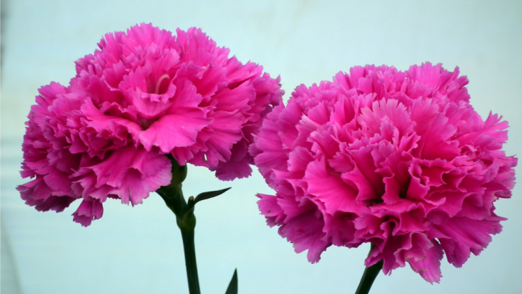 T’RÚIH T’NGAY 4/10/2019