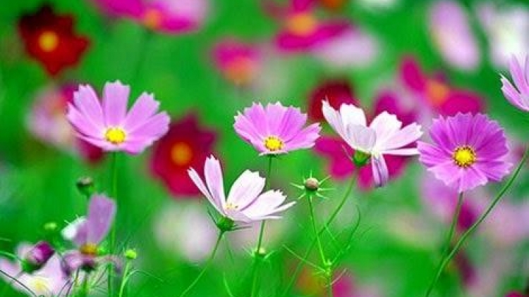 T'RUIH PAXUL T'NGAY 16/8/2017