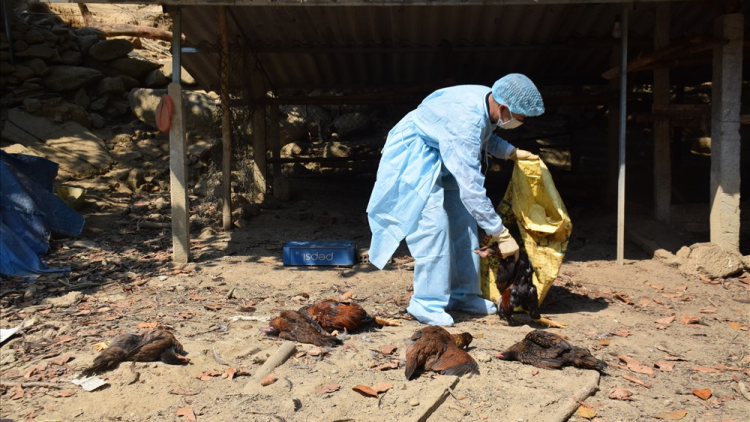 Bến Tre: Zêl pr’luh cúm a tứch a đha H5N6
