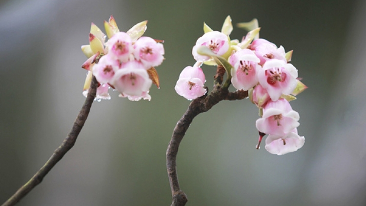 T'RUIH PAXUL T'NGAY 10/10/2017