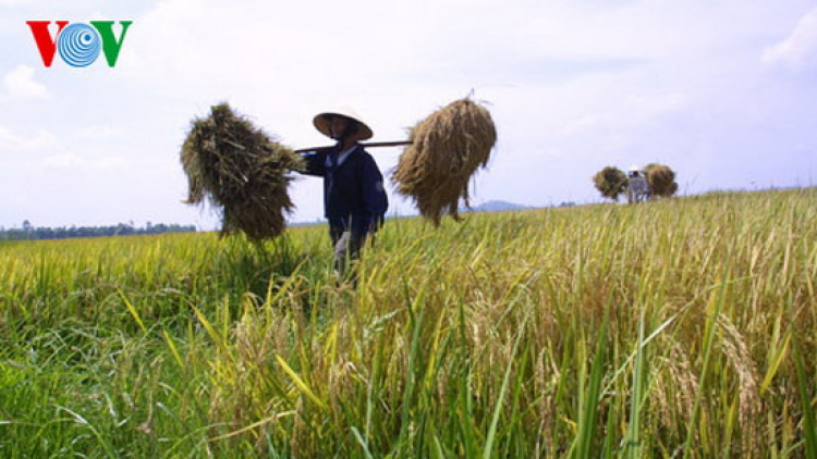 Gia Lai bhrợ padưr chr’nắp âng ha roo Ba Chăm