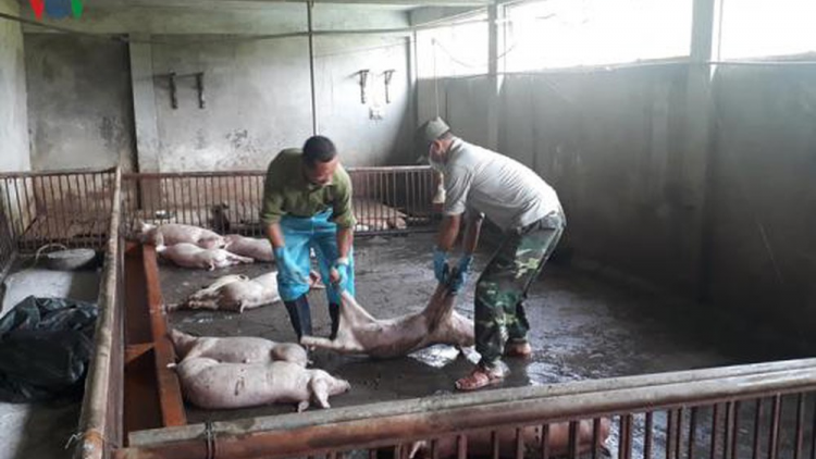 Khánh Hoà: Zêl cha groong pr’lúh pa zrúah châu Phi cóh a’ọc