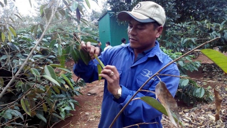 Đăk lăk: Chếêc lêy za nươu trôông dấc sầu riêng