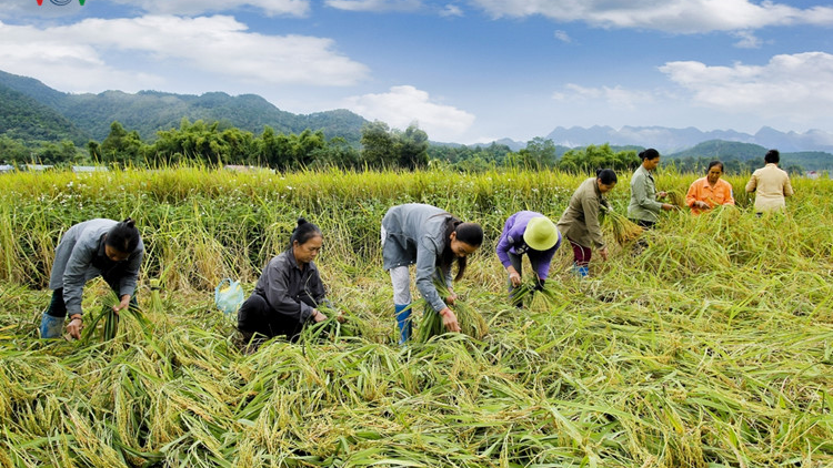 Quảng Nam: Đươi dua t’nôm kỹ thuật SRI pa dưr bh’nơơn pr’đươi ha roo cóh k’coong ch’ngai