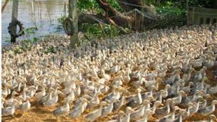 Sóc Trăng bơơn lêy 4 đhị dưr váih pr’lúh cúm a’tứch a’đha lâng lấh 7000 p’nong boọ váih pr’lúh