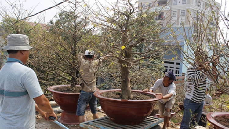 TPHCM: 1,4 ức chậu mai bơơn pa câl cóh bêl Tết