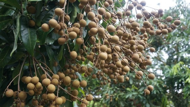 Nhãn Đồng Tháp bhui har bơơn pa câl ooy k’tiếc k’ruung lơơng