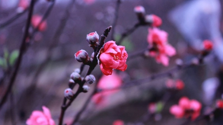 T'RUIH T'NGAY 3 TẾT (14-2-2021)