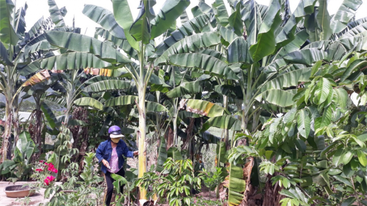 Lê Thị Mỹ - muy cha nắc pân đil bhrơ cha choom