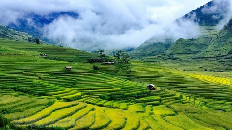 Phai paz nhây phiến