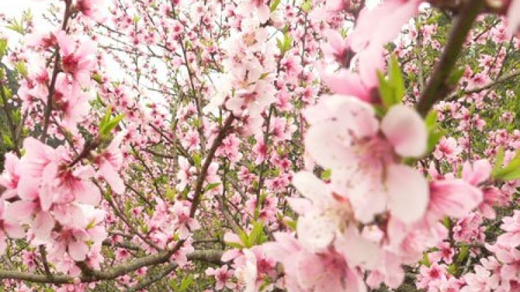 Coz phính miền Việt Nam nhây lầy tzinh khzang ca páo thứ 3 hoi  10/2/2015