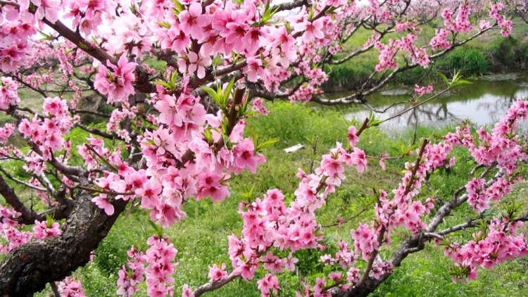 Coz phính miền VN nhây lầy tzình páo dung thứ 6 hoi 6/3/2015