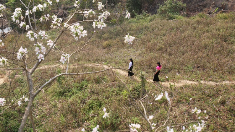 Phai paz nhây phiến