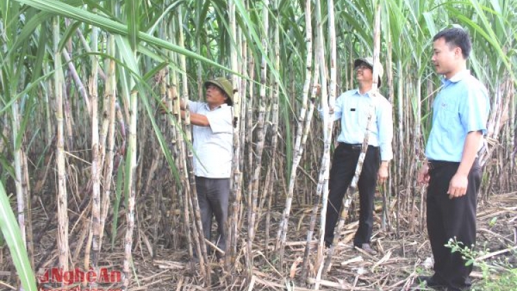 thàm tìu chaoz tzấu lợi pun công ty hòng pez tzỉu nhàn