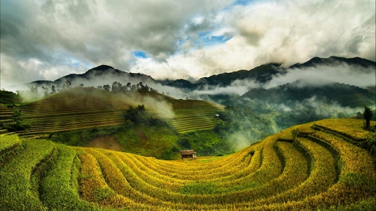 Phai paz nhây phiến