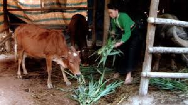 Tzùn coz tìu chaoz bùng tangz máy liều tào xanh tiaz nhziếu xia, bùng tangz chuôngz, bùng pảnh vuôn pun viàng sùi ngùng