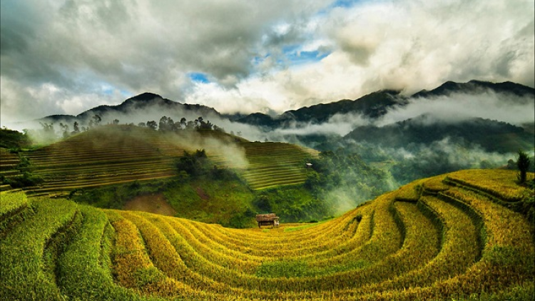 Phai paz nhây phiến