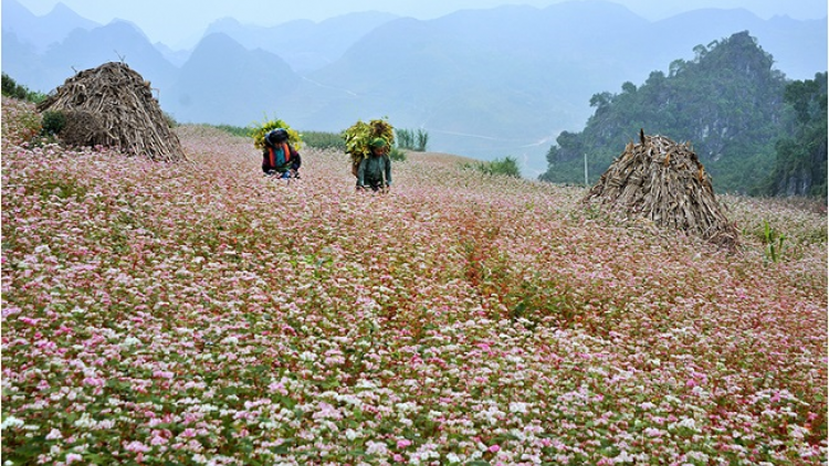 Phai paz nhây phiến