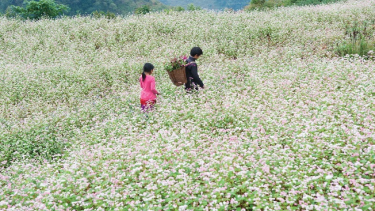 Phai paz nhây phiến