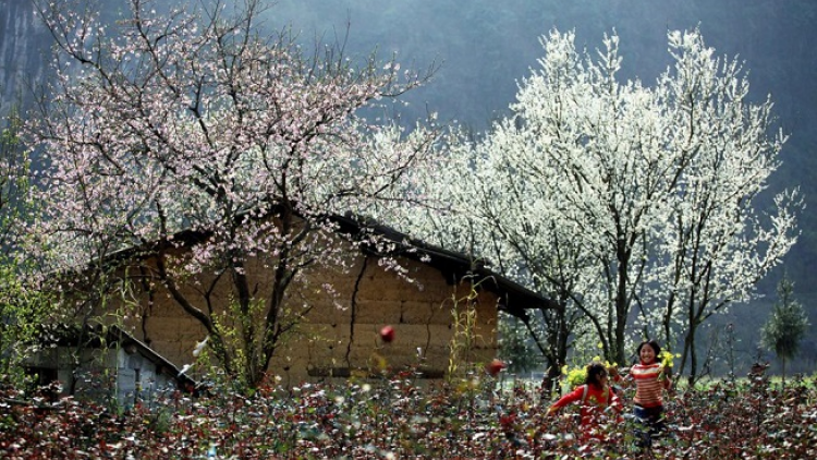 Phai paz nhây phiến