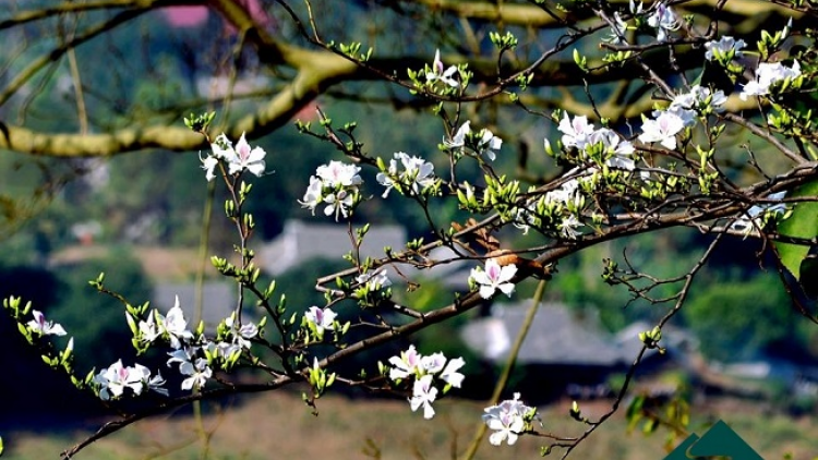 Phai paz nhây phiến ​