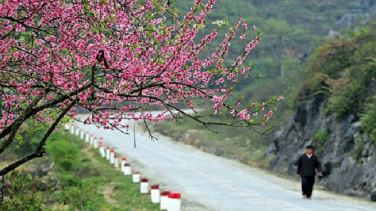 Phai paz nhây phiến