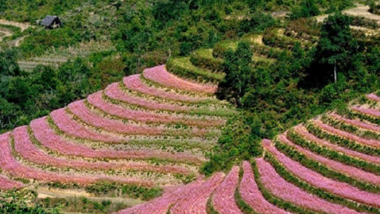 Phai paz nhây phiến