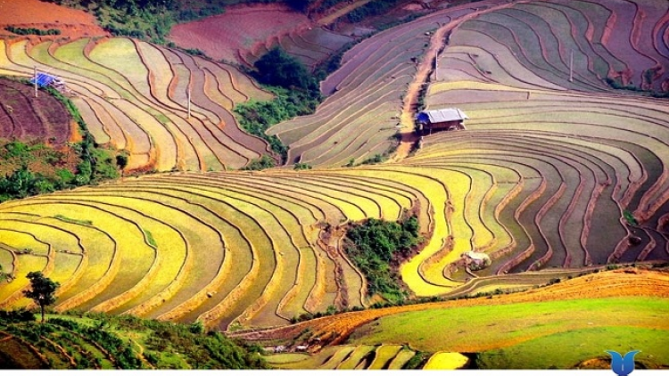 Phai paz nhây phiến