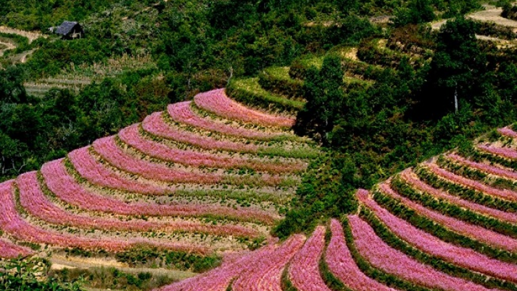 Phai paz nhây phiến