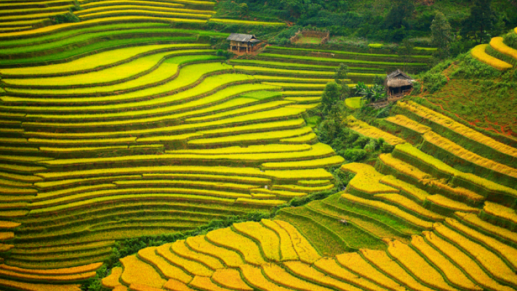 Phai paz nhây phiến